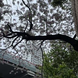 小轩轩 头像